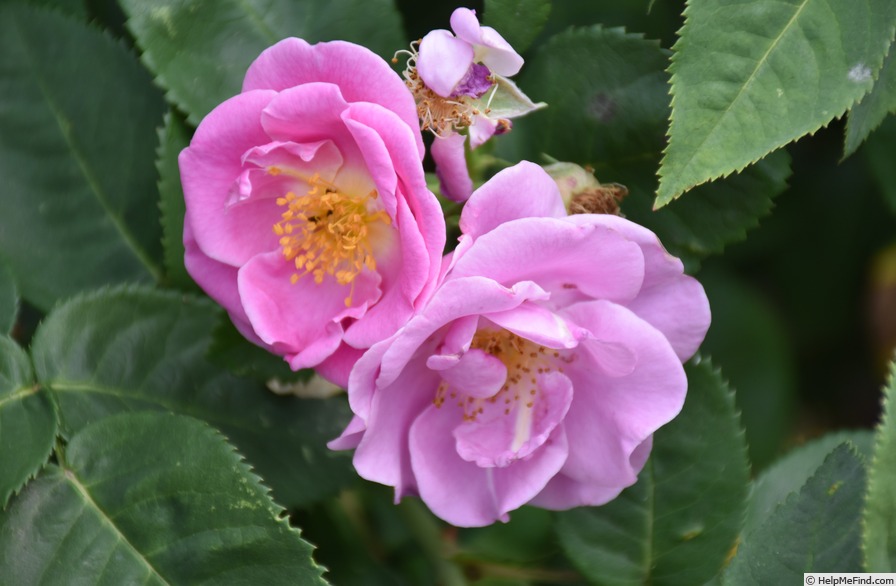 'Lucky (floribunda, Fryer, 2007)' rose photo