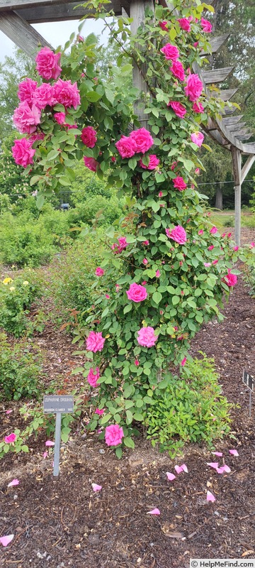 'Zéphirine Drouhin (bourbon, Bizot 1868)' rose photo