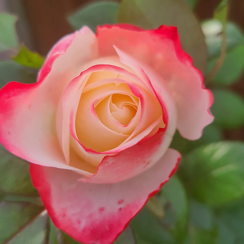 'TANeiglat' rose photo