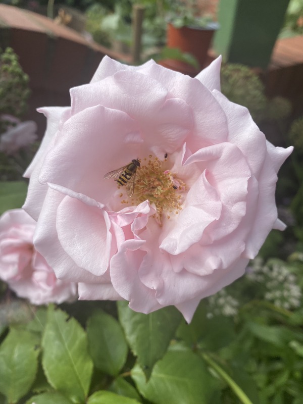 'Hamilton Princess' rose photo