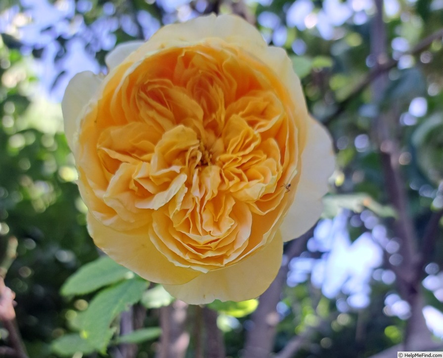 '100 Idées Jardin' rose photo