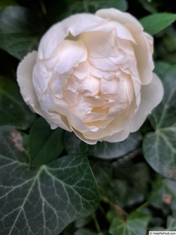 'Wollerton Old Hall' rose photo