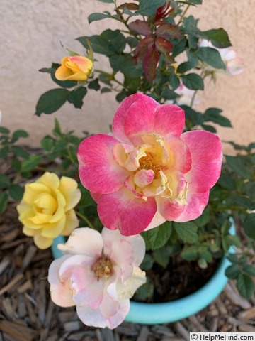 'Gumball Goody™' rose photo