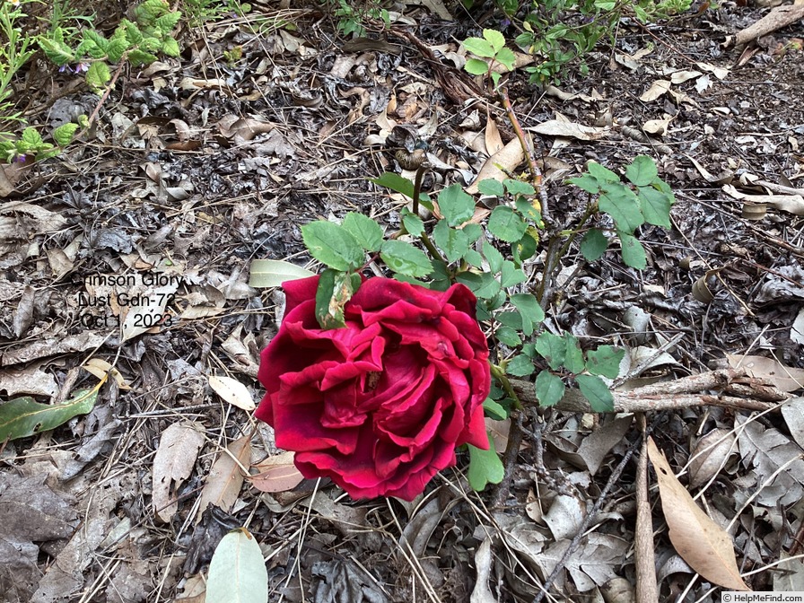 'Crimson Glory (hybrid tea, Kordes 1935)' rose photo