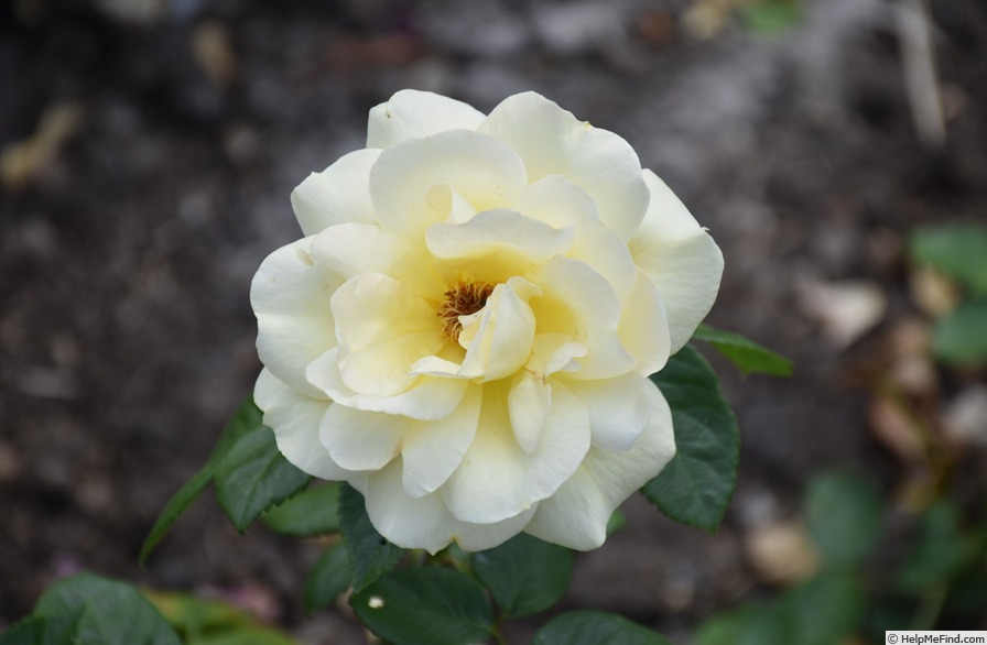 'Arthur Bell (Floribunda, McGredy, 1959)' rose photo