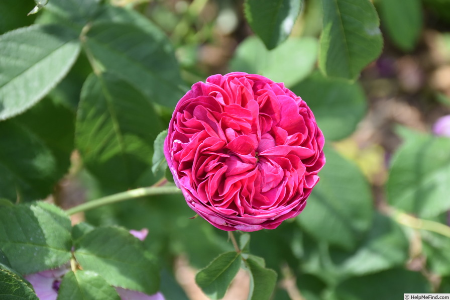 'Charles de Mills' rose photo