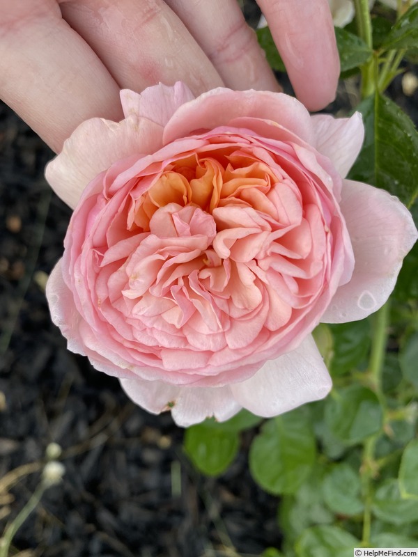 'Blessed Child' rose photo