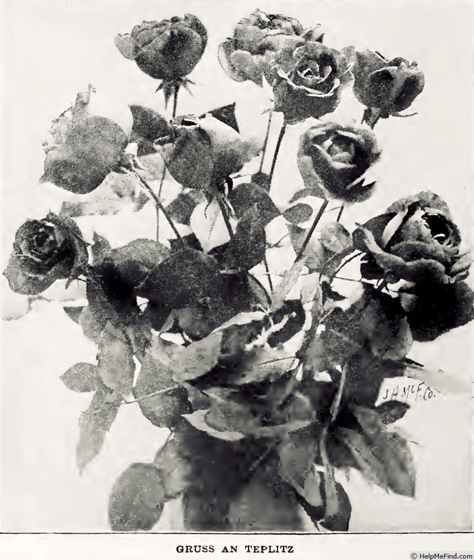 'Gruss an Teplitz' rose photo