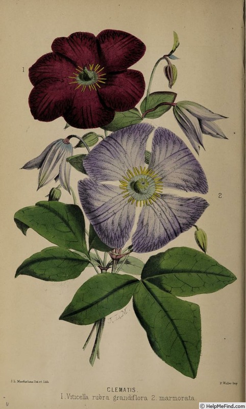 'C. viticella rubra-grandiflora' clematis photo