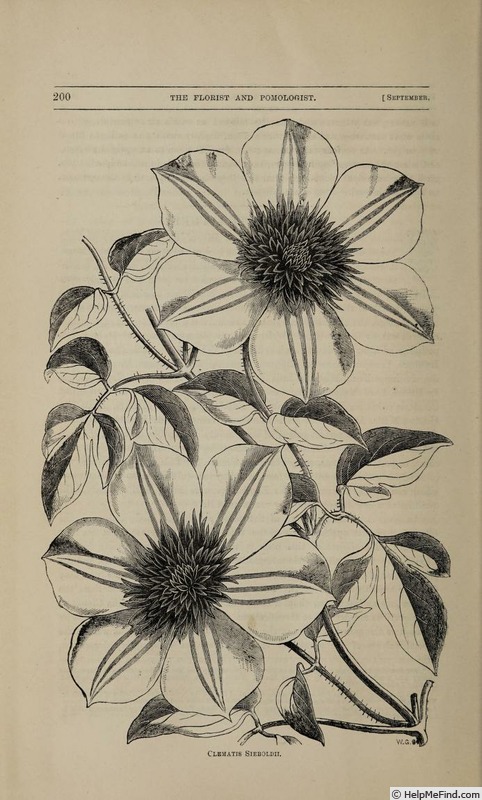 '<i>C. florida</i> 'Sieboldii'' clematis photo