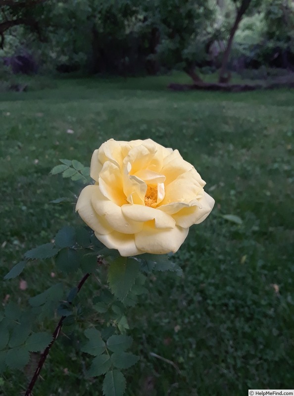 '<i>Rosa harisonii</i>' rose photo