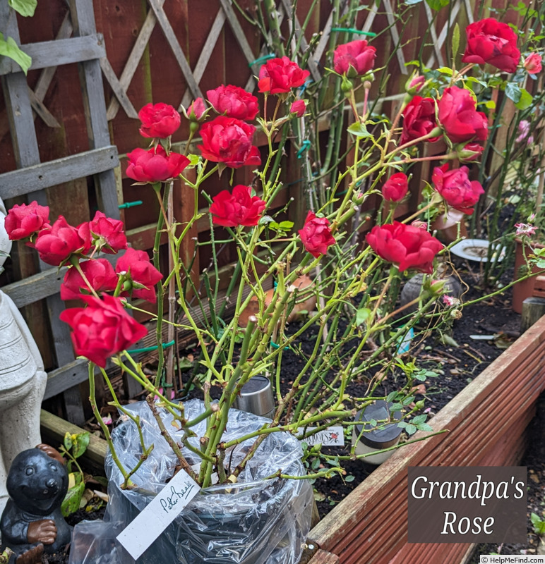 'Grandpa's Rose' rose photo