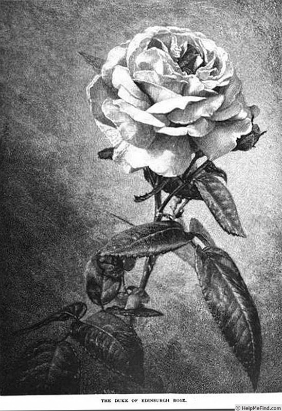 'Duke of Edinburgh (hybrid perpetual, Paul, 1868)' rose photo
