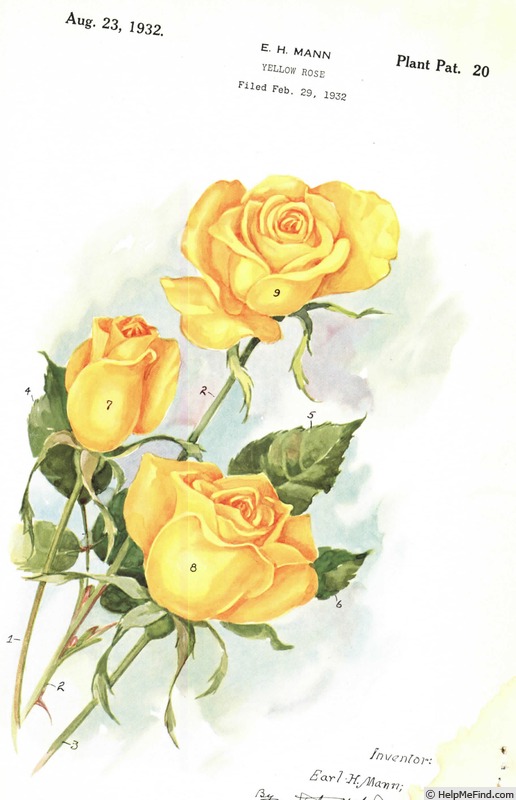 'Golden Talisman' rose photo