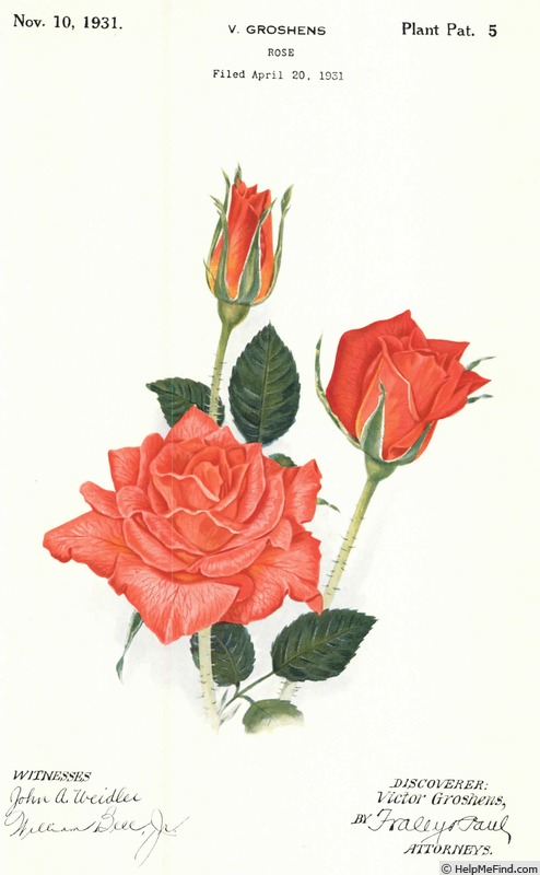 'La Vie' rose photo
