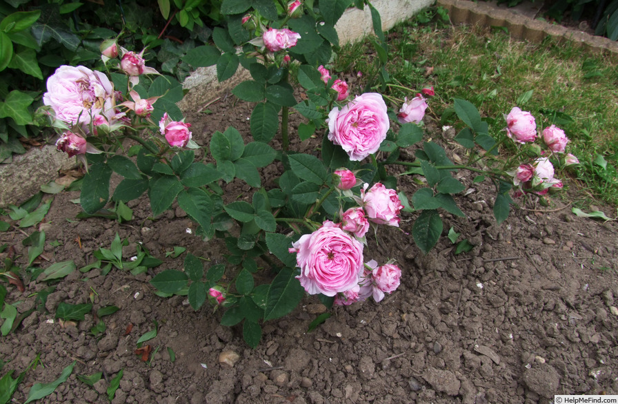 'Baptistine Centifolia' rose photo
