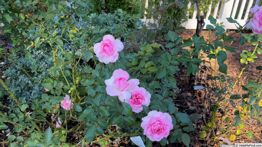 'Roseraie du Chatelet ®' rose photo