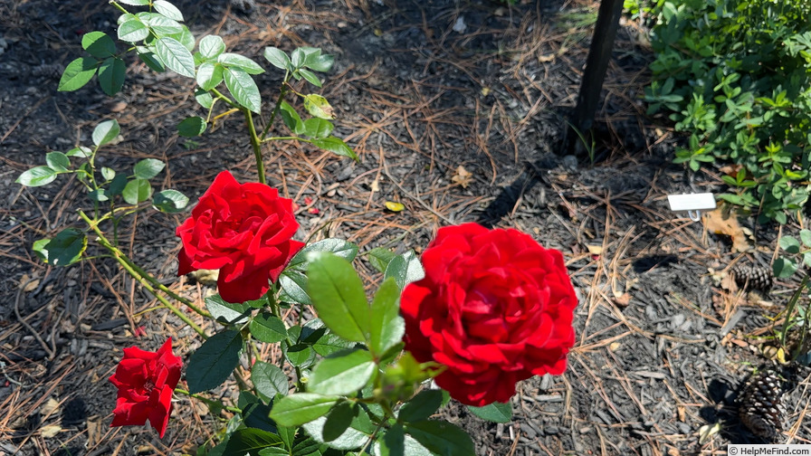 'Desmond Tutu Sunbelt ®' rose photo