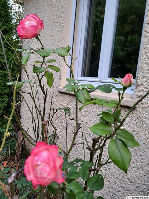 'La Garçonne ®' rose photo