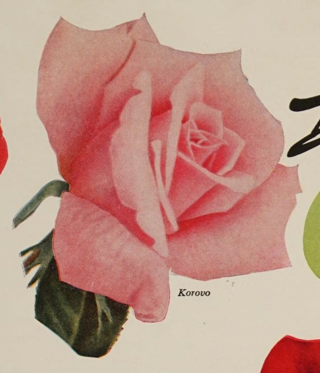 'Korovo' rose photo