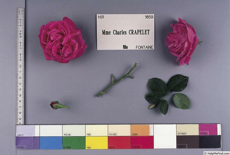 'Madame Charles Crapelet' rose photo