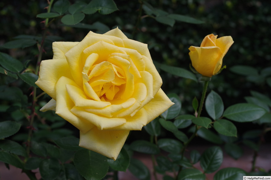 'Oregold' rose photo