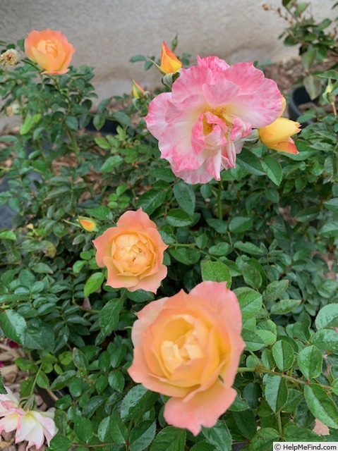 'Oso Easy Italian Ice ®' rose photo