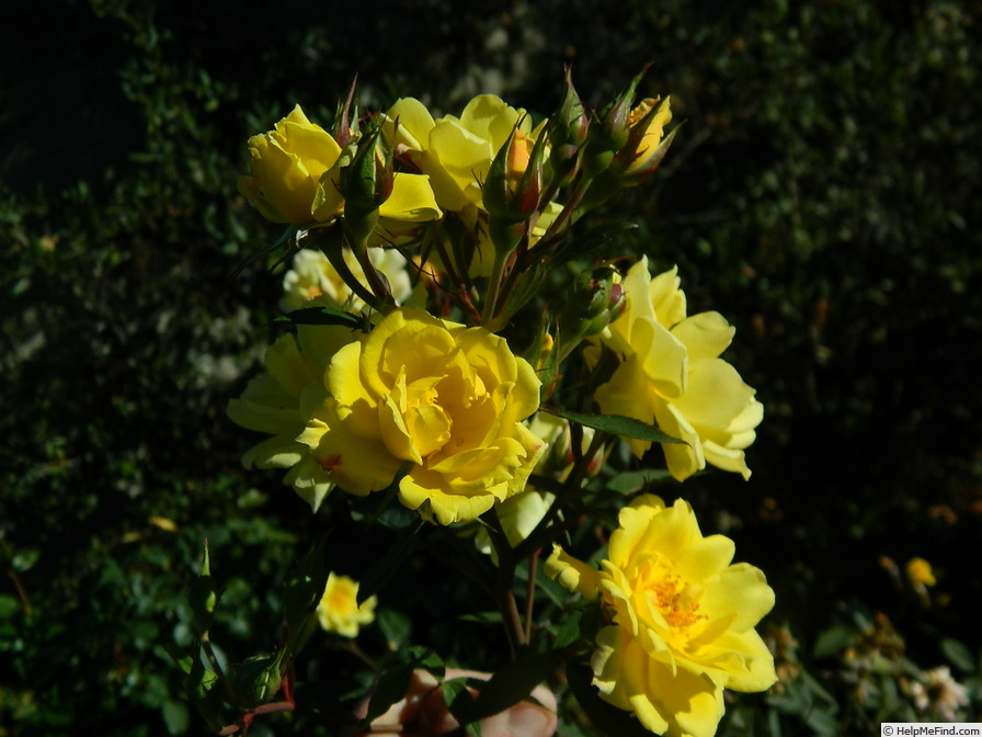 '1-72-1' rose photo