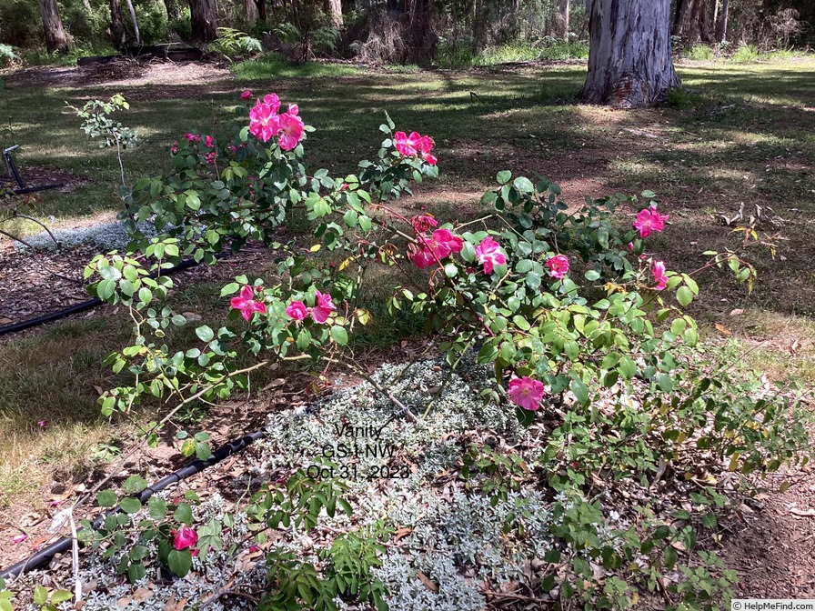 'Vanity (Hybrid Musk, Pemberton, 1920)' rose photo