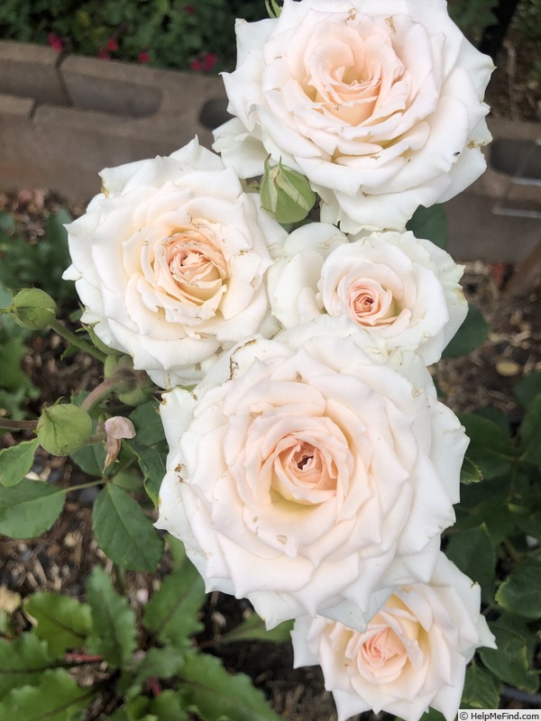 'French Kiss' rose photo