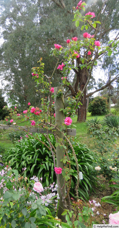 'Cicely O'Rorke' rose photo