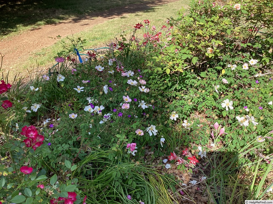 '<i>Rosa sancta</i> Richard, not Andrews' rose photo