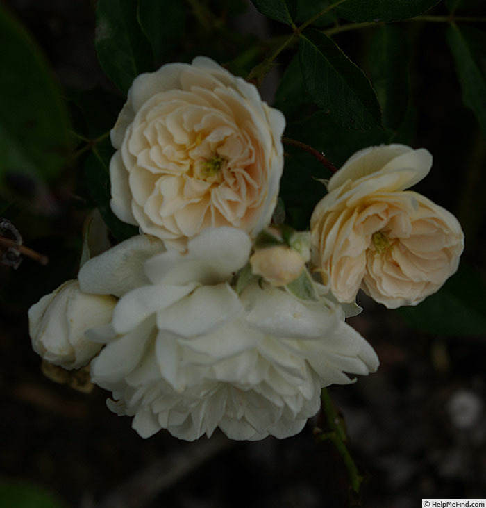 'Lullaby (polyantha, Shepherd, 1953)' rose photo