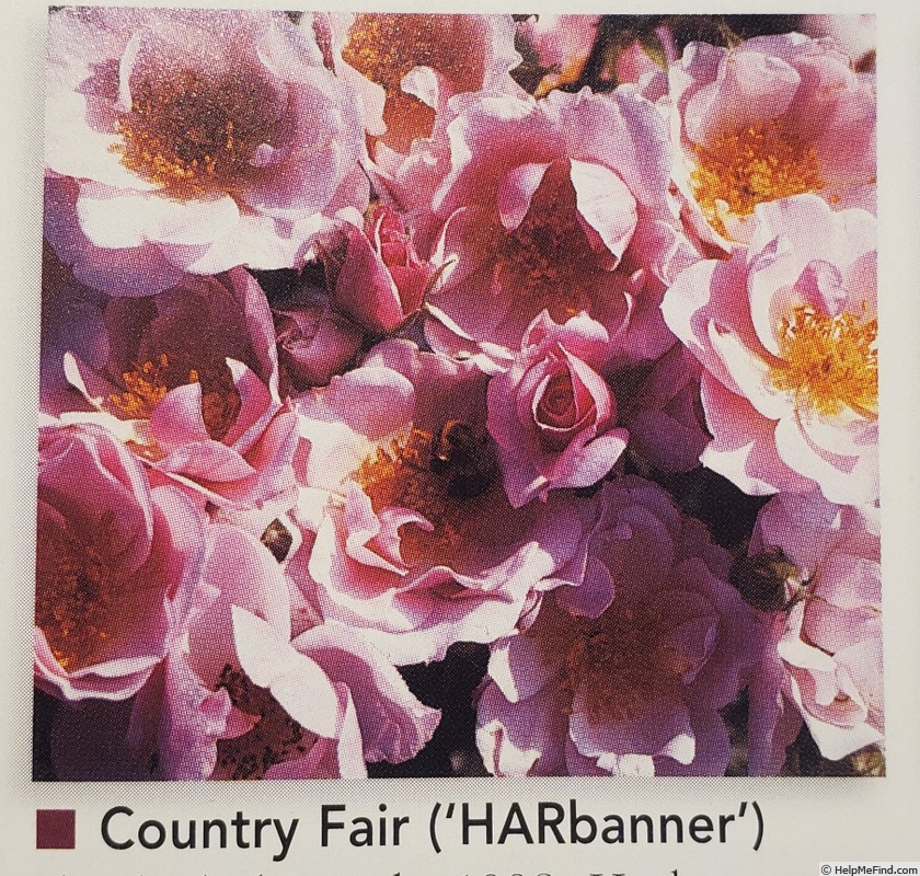 'Country Fair' rose photo