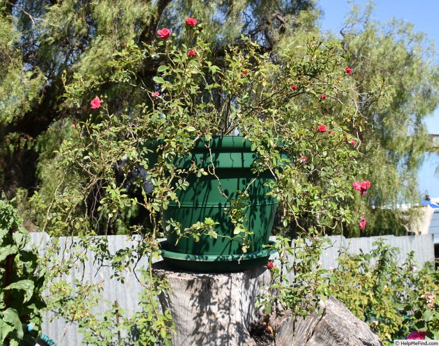 'Red Cascade' rose photo