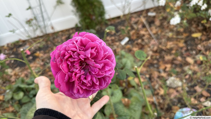 'Lady of Megginch' rose photo