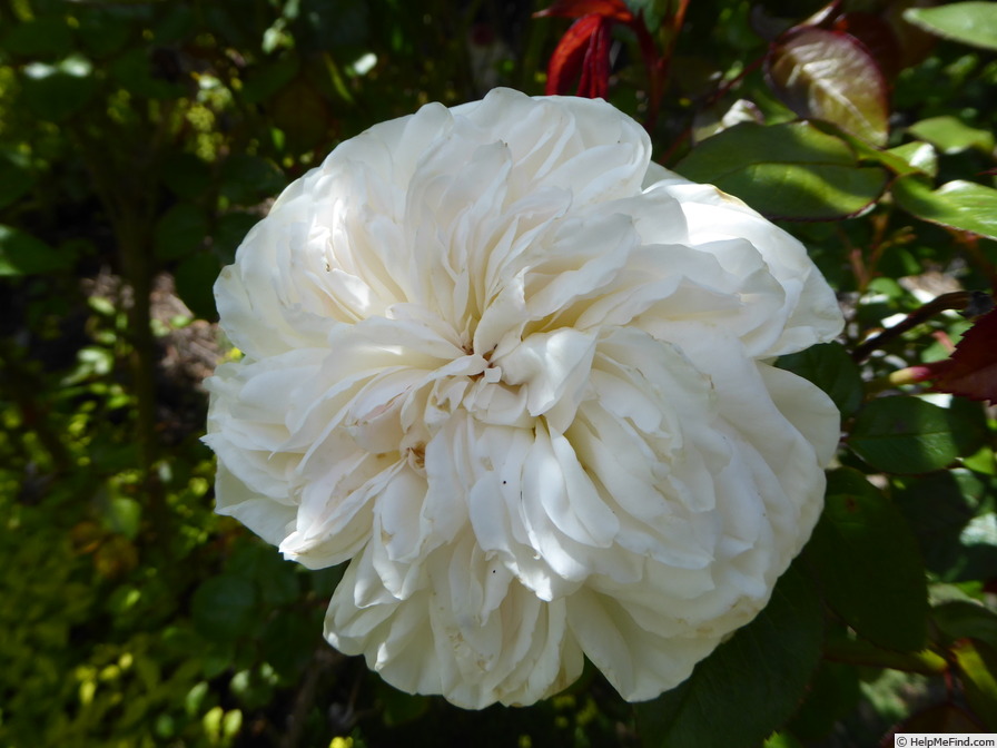 'Bolero (hybrid tea, Meilland, 1997)' rose photo