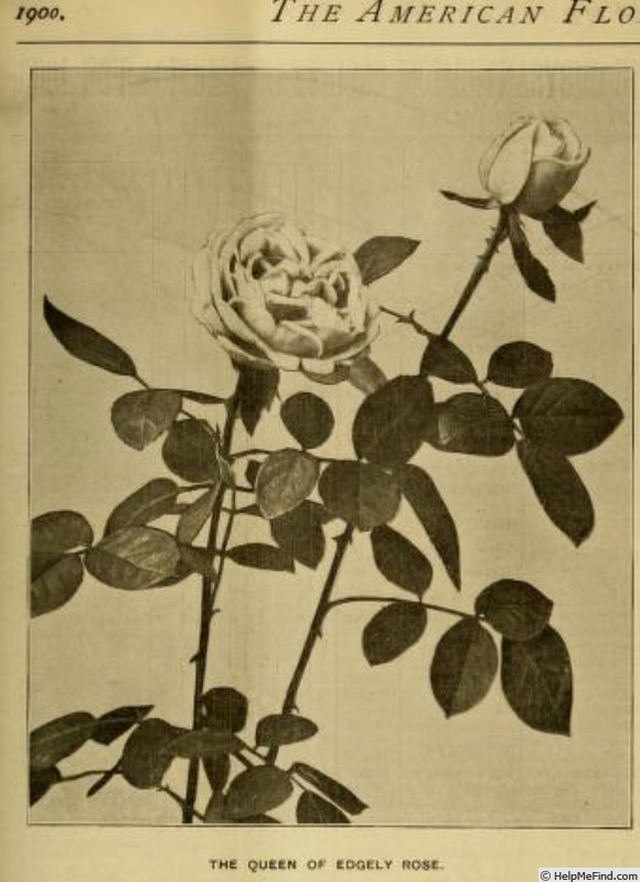 'Queen of Edgely' rose photo