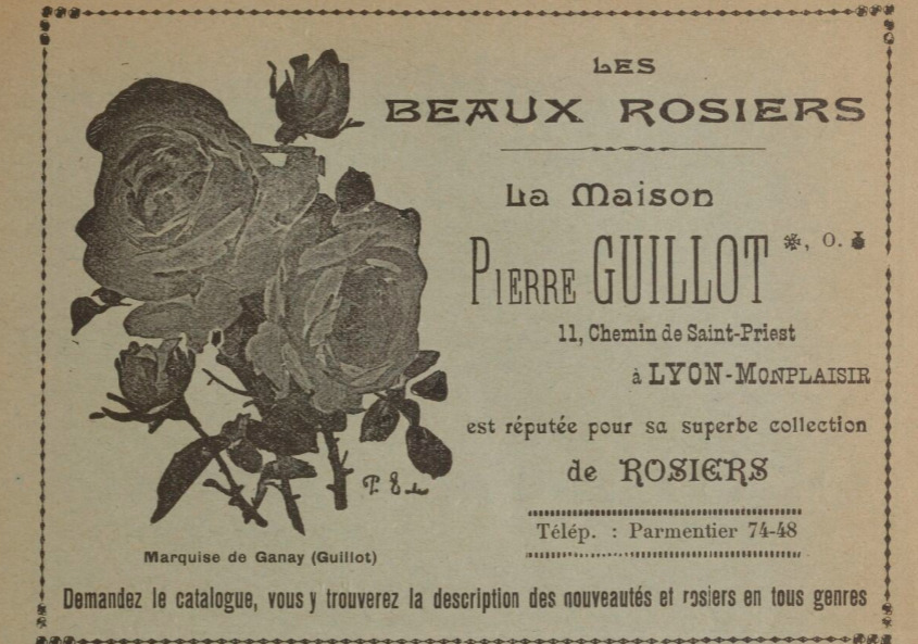 'Guillot/Roseraies Pierre Guillot'  photo