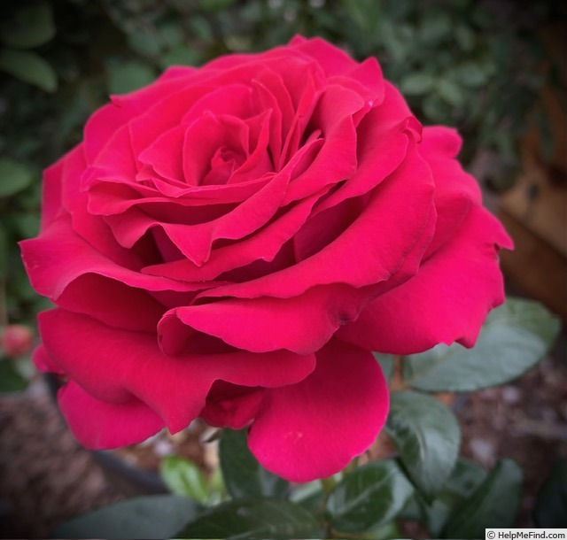 'Stiletto' rose photo