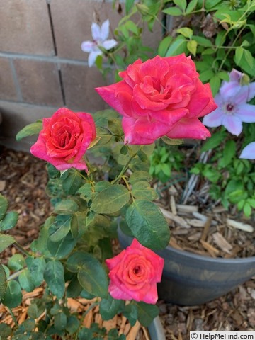 'Muzi-Lucia' rose photo
