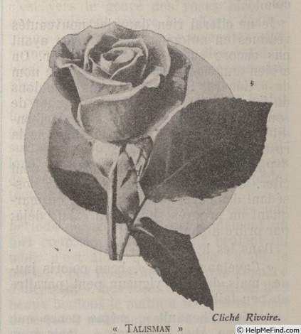 'Talisman (hybrid tea, Montgomery Co 1929)' rose photo