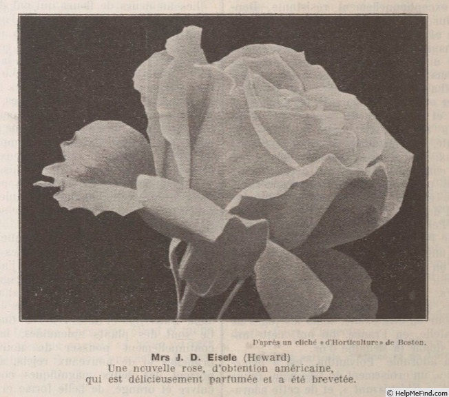'Mrs. J.D. Eisele' rose photo