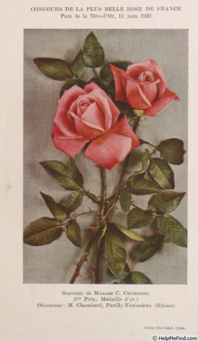 'Souvenir de Madame C. Chambard' rose photo