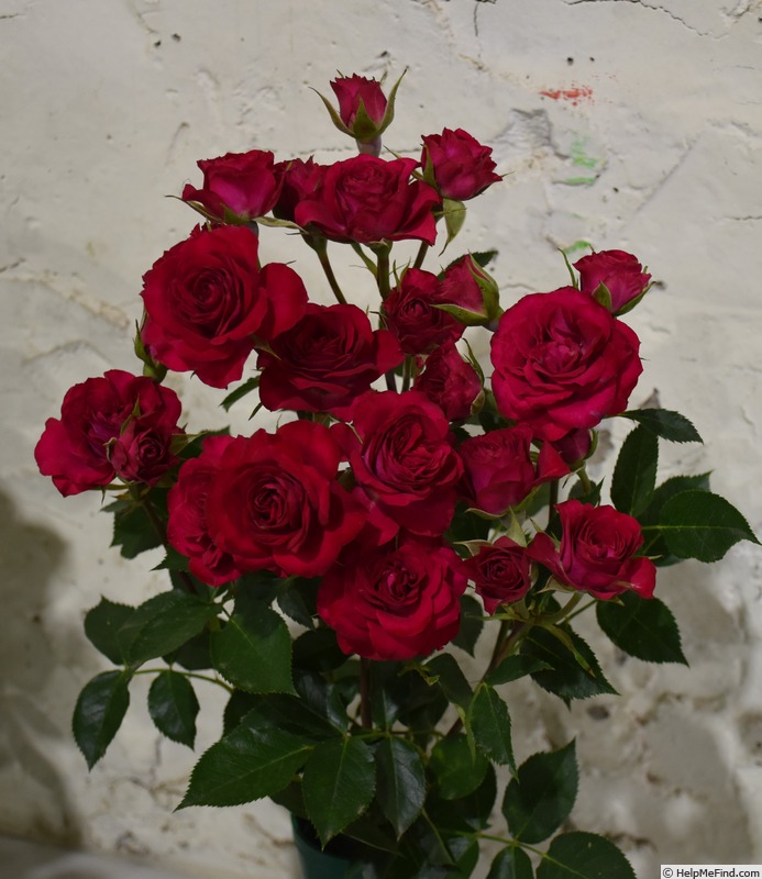 'Red Gem' rose photo