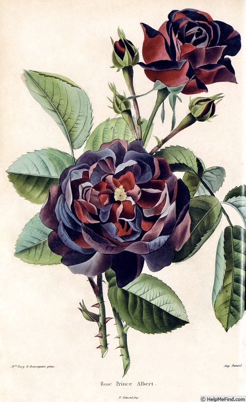 'Prince Albert (Hybrid Perpetual, Laffay, 1840)' rose photo