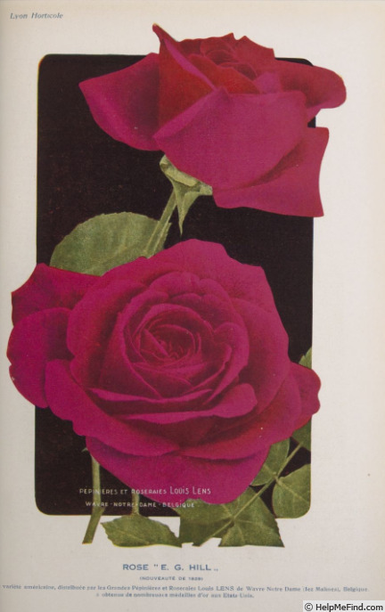 'E. G. Hill' rose photo