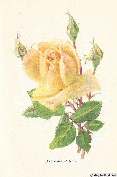 'Mrs Samuel McGredy' rose photo