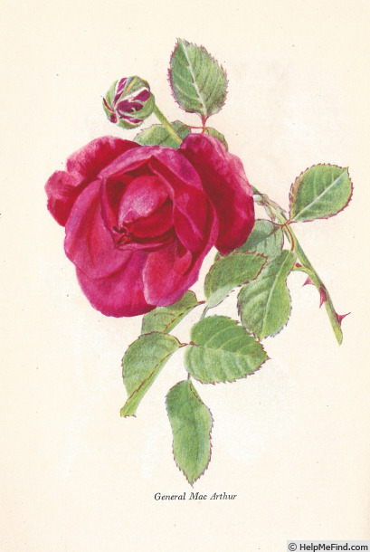 'General MacArthur' rose photo