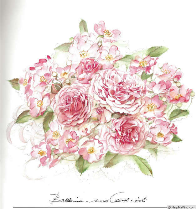 'Carol (floribunda, Amling, 1953)' rose photo